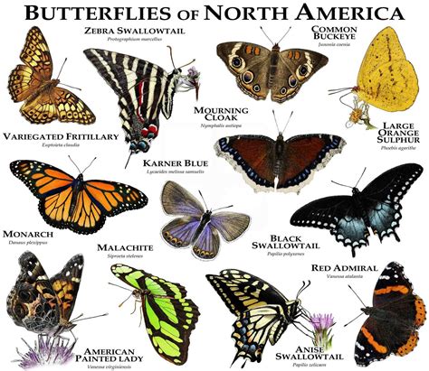 Butterflies of North America Poster Print - Etsy | Butterfly species ...