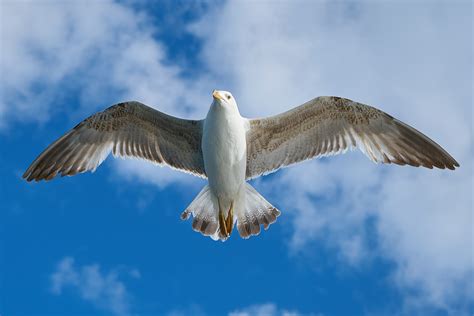 White Seagull, HD Birds, 4k Wallpapers, Images, Backgrounds, Photos and Pictures