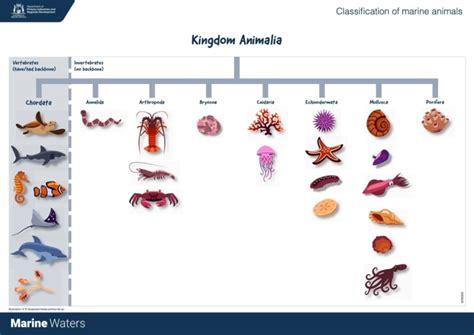 Poster: Marine Classification - Animals (Primary) • Department of ...