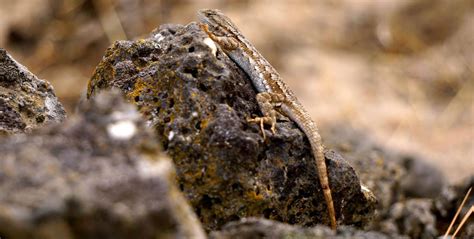 Western Fence Lizard | Burke Museum