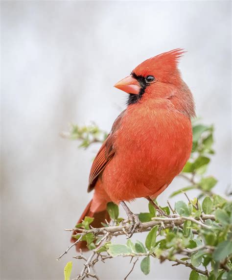 Northern Cardinal bird in Texas, | Free Photo - rawpixel