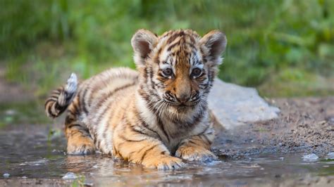 Tiger Cub Wallpapers - Wallpaper Cave