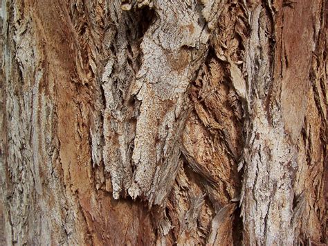 Tree Bark Texture Free Photo Download | FreeImages