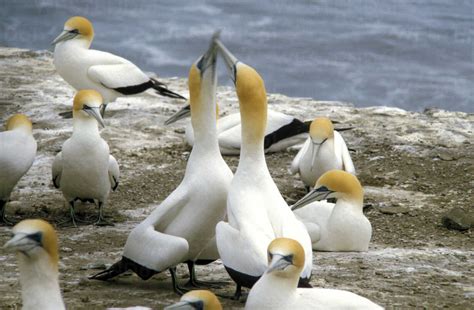 New Zealand, Gannets stock photo