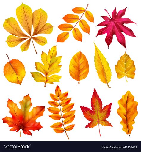 Realistic autumn leaves fall orange wood foliage Vector Image