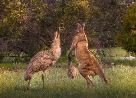 PsBattle: A kangaroo vs Emu showdown : r/photoshopbattles