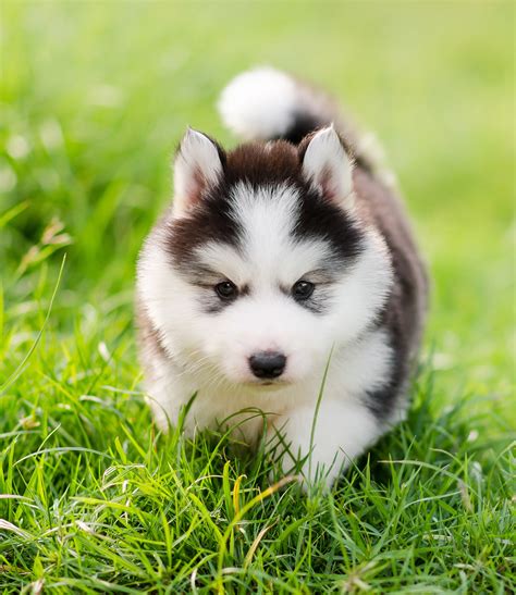 Pictures Of Huskies - An Amazing Gallery of Siberian And Alaskan Dogs ...