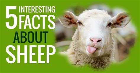 5 things you didn't know about sheep's life | Fun facts, Raising farm animals, Sheep