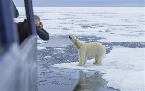 50+ Polar Bear Attack Norway PNG - Polar Bear Pictures