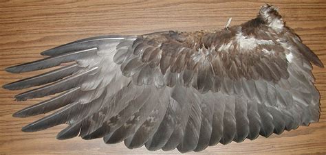 Golden Eagle Wing Interior | Eagle feathers, Eagle wings, Feather symbolism