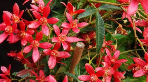 The New South Wales Christmas Bush: Indigenizing Orthodoxy to Australia ...