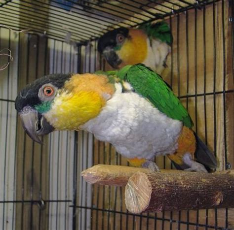 How to breed Caique Parrot - Parrot World