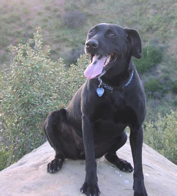 Lab Pointer (Labrador x Pointer Mix) Info, Puppies, Temperament, Pictures