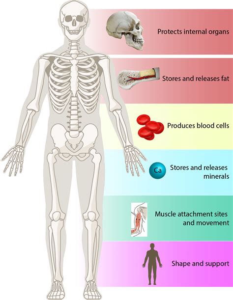 Skeletal System Function