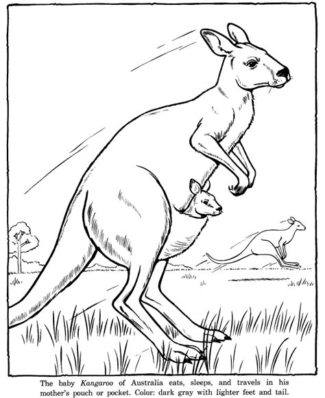 Free Printable Kangaroo Coloring Pages For Kids | Animal drawings, Animal coloring pages ...