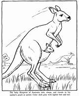 Free Kangaroo Coloring Pages sketch template