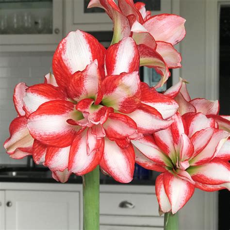 Huge Red & White Amaryllis Bulbs For Sale | Exotic Peacock – Easy To Grow Bulbs