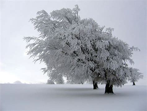 Rime | Frost, Ice, Snow | Britannica