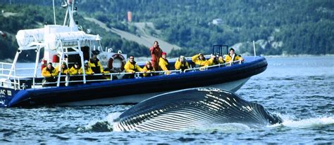 Tadoussac Whalewatching | CANUSA