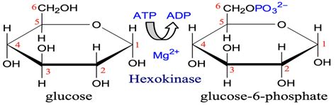 Hexokinase enzyme 8 catalyzes the reaction to supply energy to the ...