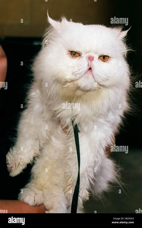 MR.TINKLES 'CATS AND DOGS' HOLLYWOOD LOS ANGELES USA 20 June 2001 Stock ...