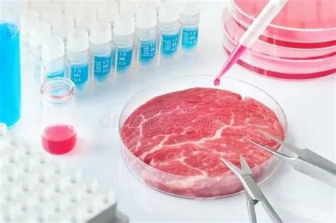 Cell Culture - Animal Cell Culture Techniques Service Provider from Chennai