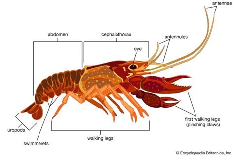 Crustaceans Characteristics