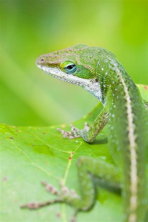 45 best Green Anoles images on Pinterest | Lizards, Amphibians and Reptiles