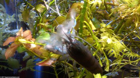 Vampire Shrimp: Care, Food & Lifespan & Tank Mates