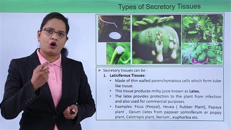 Class10th – Secretory Tissues Types and Function | Xylem | Tutorials ...