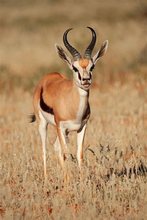 Springbok Antelope Stock Photo - Image: 42459397