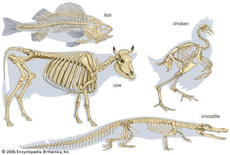 fish: four animal skeletal systems -- Kids Encyclopedia | Children's ...