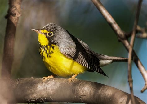 Canadian Government Proposes Historic Conservation and Resilience Investments | Audubon