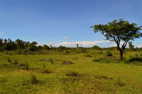 Gambar : pemandangan, pohon, gurun, bidang, padang rumput, bukit, tanah ...