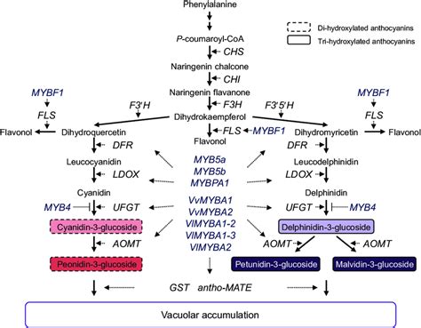 Glutathione Biosynthesis Pathway