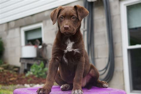 Australian Shepherd/Chocolate Lab Mix For Sale Baltic OH Female Chocol ...