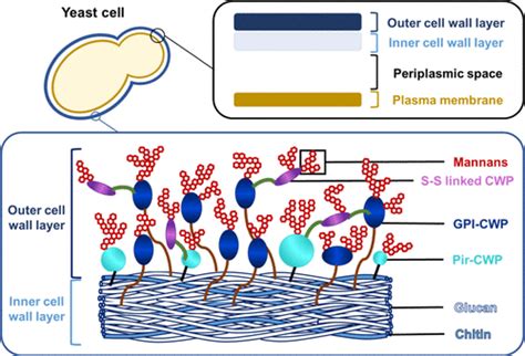 Yeast Cell Wall Structure