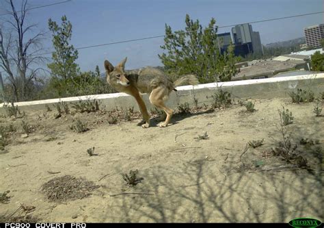 Coyote Poop vs. Dog Poop: How to Tell the Difference - A-Z Animals