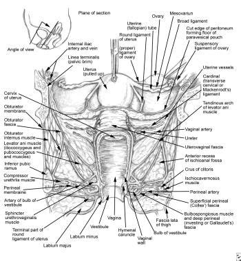 Ureteral Injury During Gynecologic Surgery: Background, History of the ...