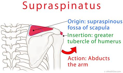 Supraspinatus Anatomy, Tendinopathy, Pain and Tear Test - eHealthStar