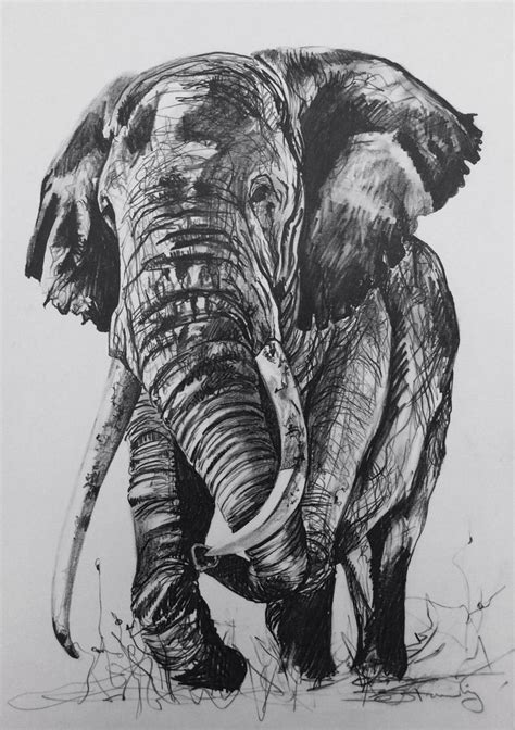 Old bull elephant | Bull elephant, Animal drawings, Drawings