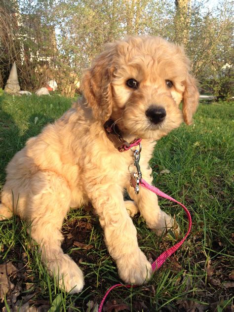 Teddy Bear Goldendoodle Breeders Near Me - Pudding to come