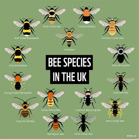 Bee Species in the Uk. Credit @wwf_uk : r/coolguides