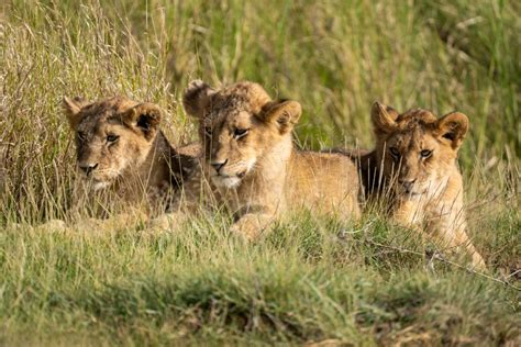 three-lion-cubs-1600px – Rupert Studios