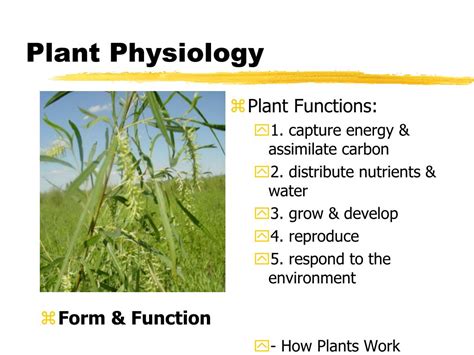 PPT - Plant Physiology PowerPoint Presentation, free download - ID:4183319