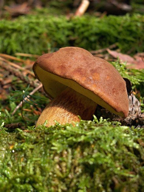 Free Images : nature, forest, leaf, moss, green, collection, autumn, soil, botany, fauna, fungus ...