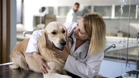 VetComfortingDog1920 - Muller Veterinary Hospital