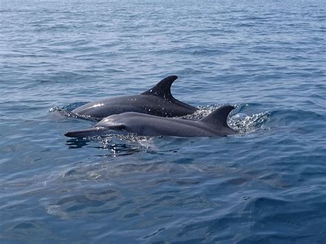 Kalpitiya Dolphin Watching Tours | Sri Lankan Safari