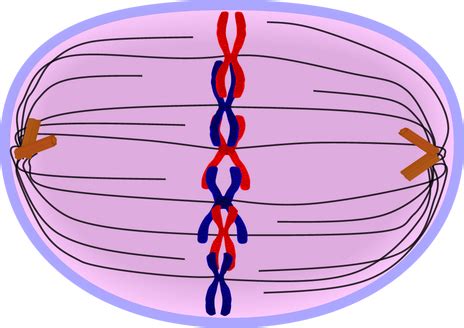 Metaphase