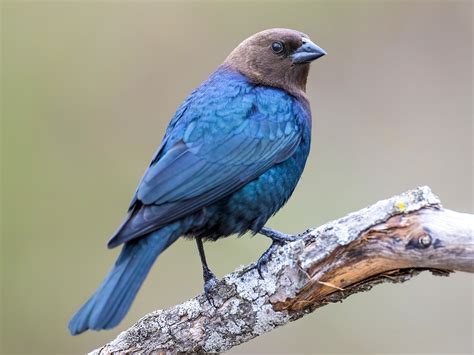 Brown-headed Cowbird - Wisconsin eBird